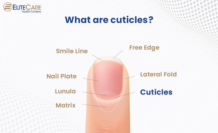 What are Cuticles?