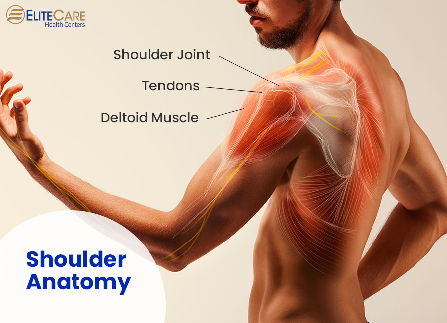 Shoulder Anatomy