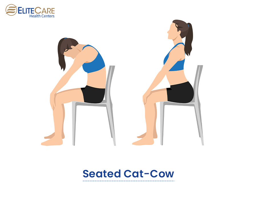 Seated Cat-Cow