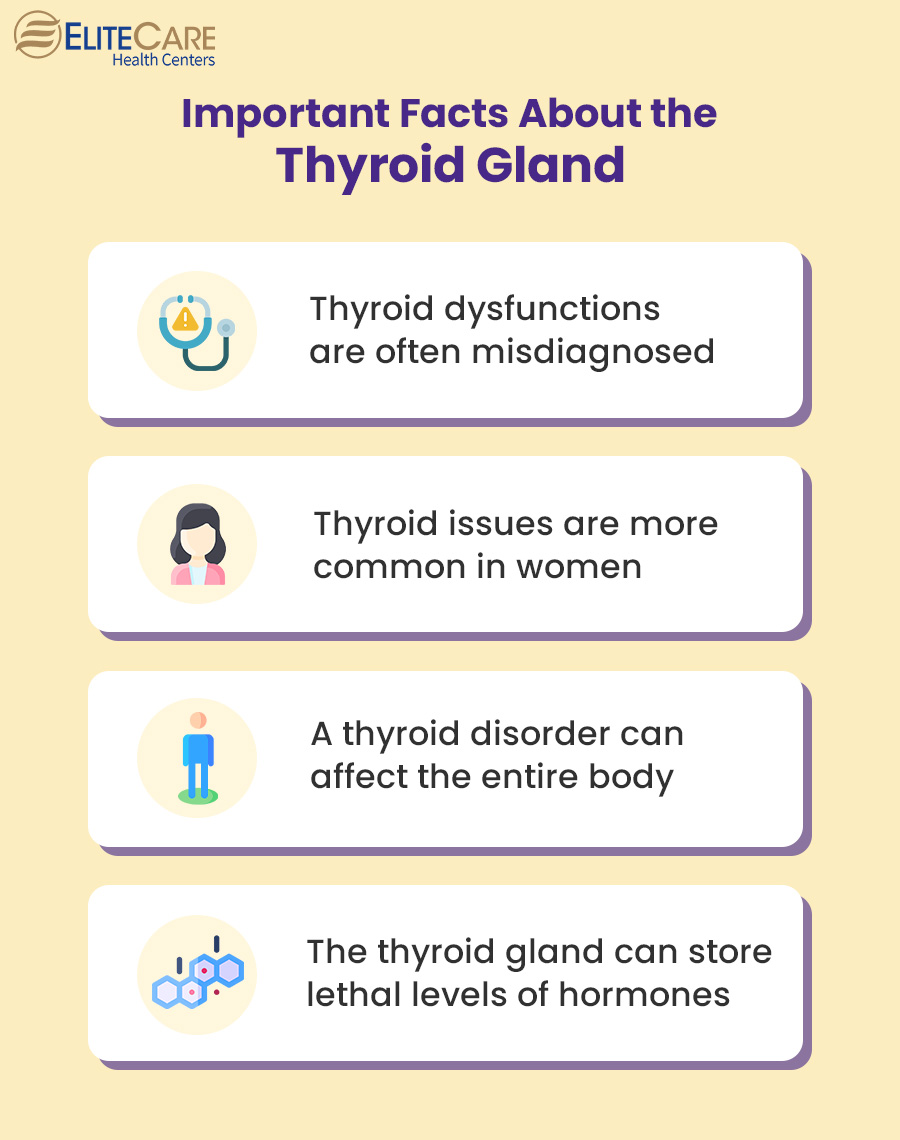 Important Facts About the Thyroid Gland
