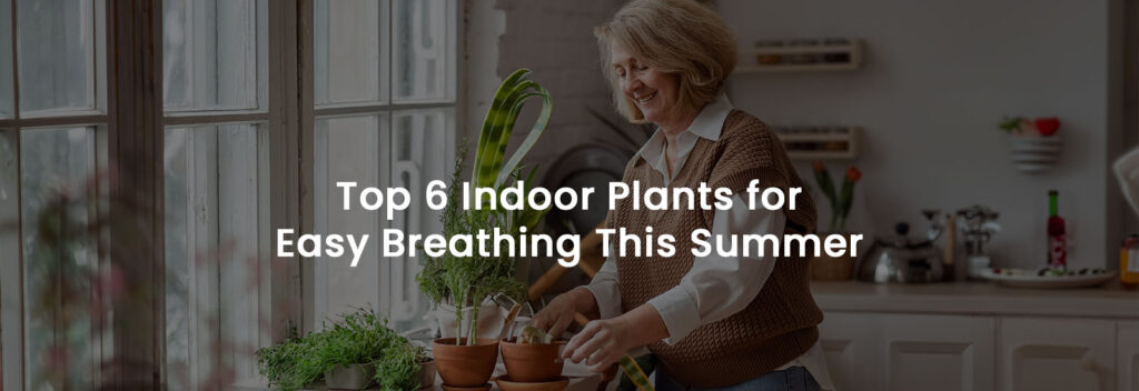 Top 6 Indoor Plants for Easy Breathing This Summer | Banner Image