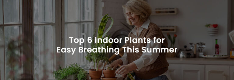 Top 6 Indoor Plants for Easy Breathing This Summer | Banner Image