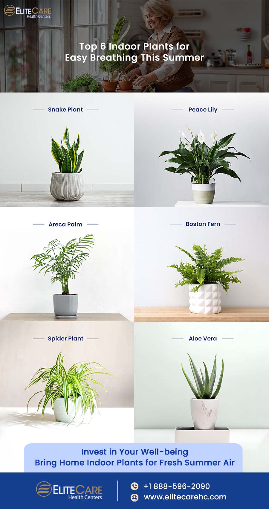 Top 6 Indoor Plants for Easy Breathing This Summer | Infographic