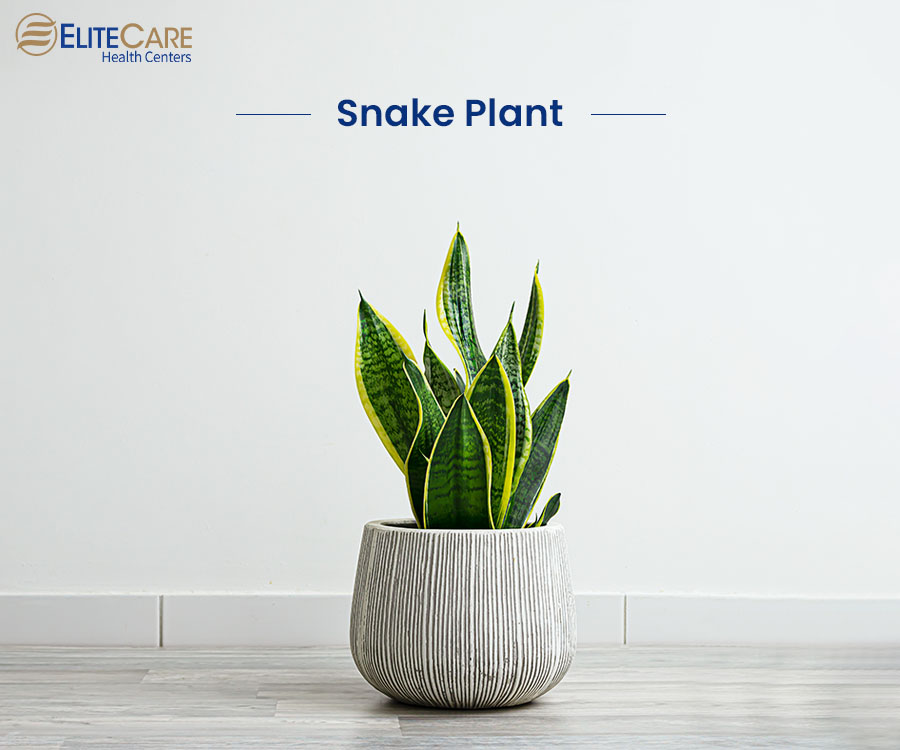 Snake Plant