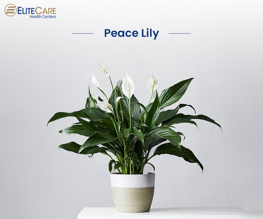 Peace Lily