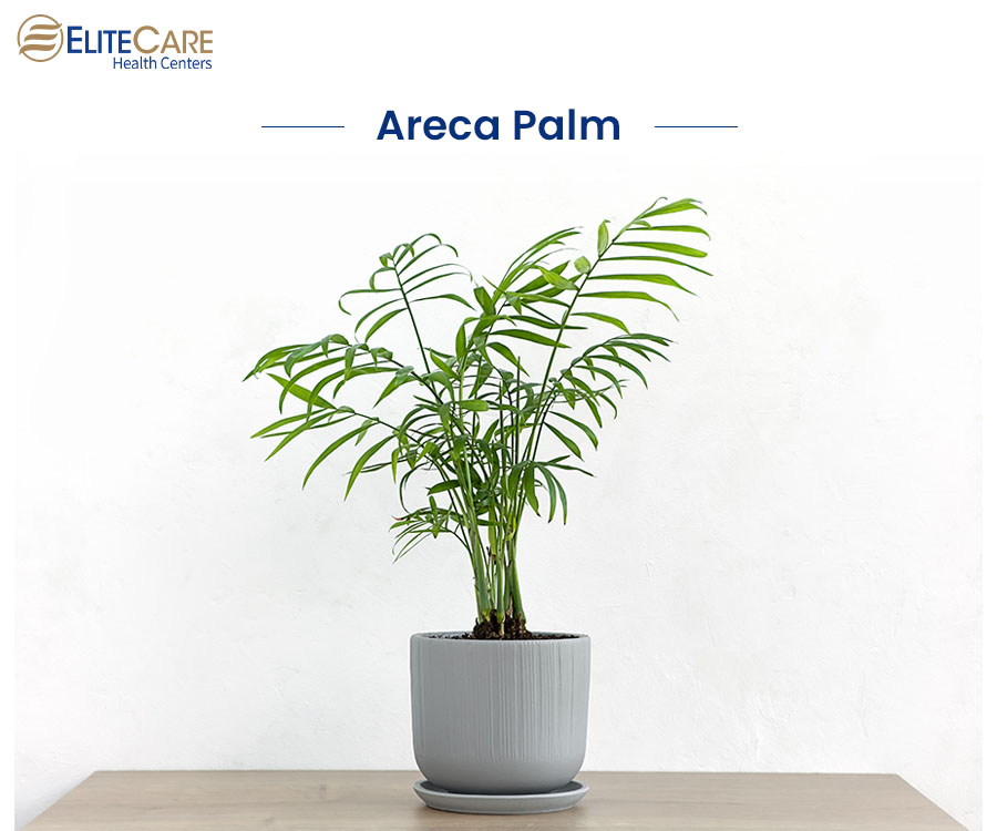 Areca Palm