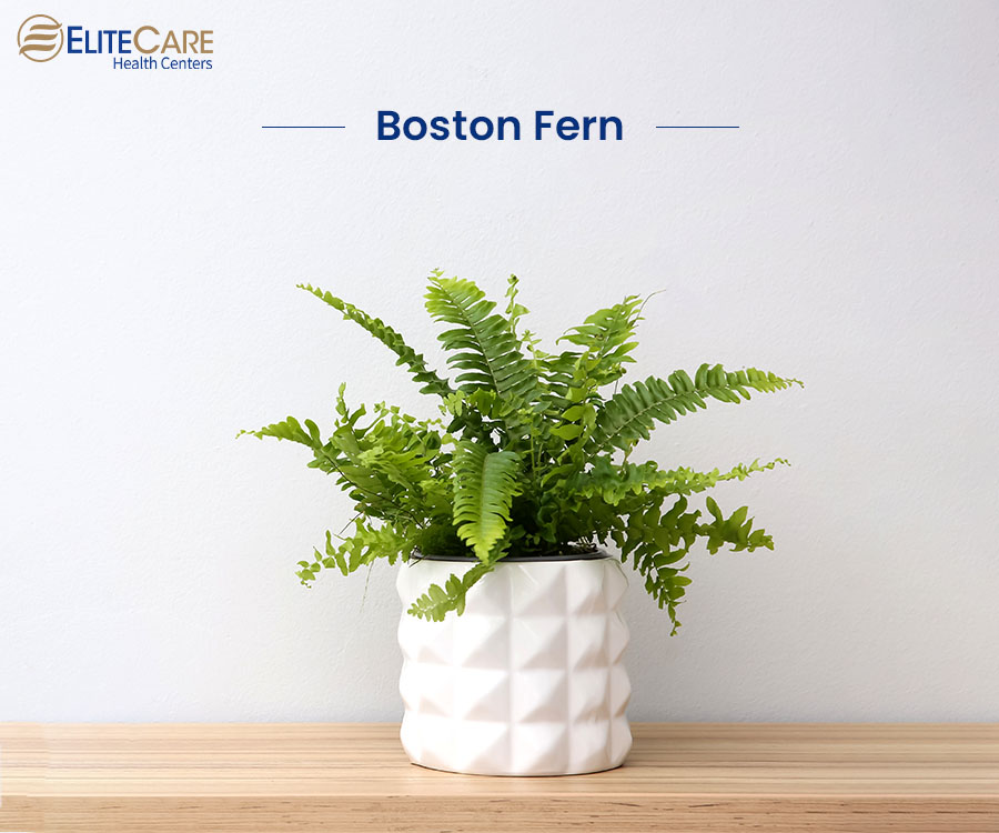 Boston Fern