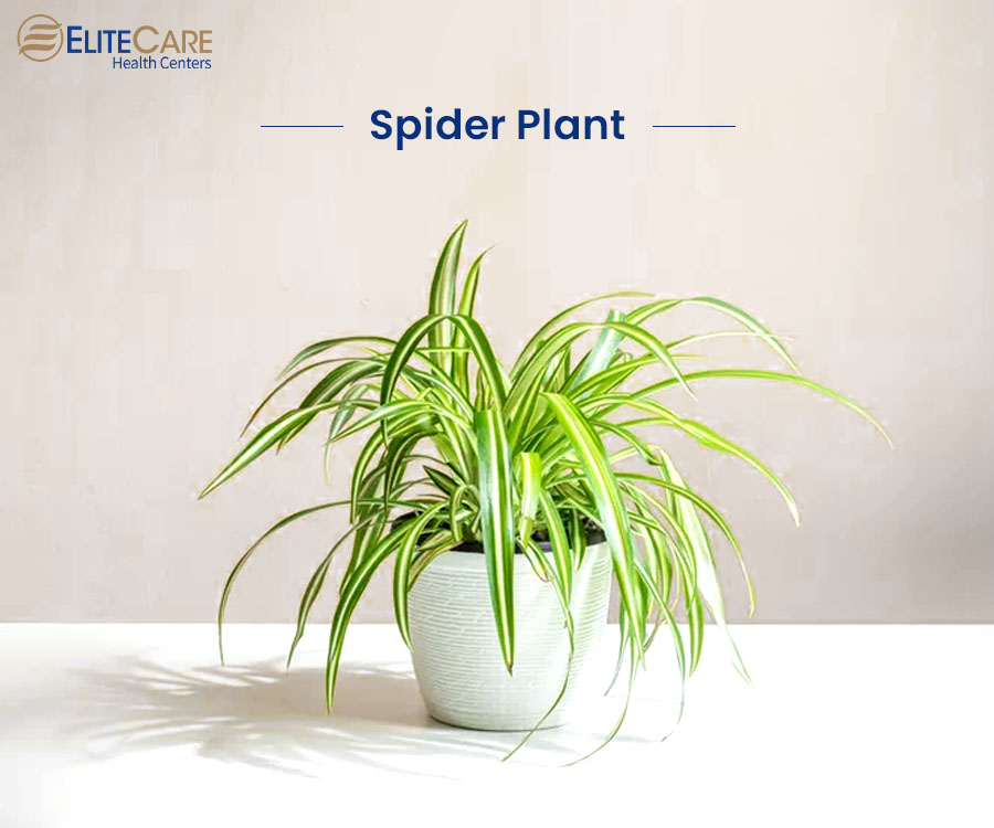 Spider Plant