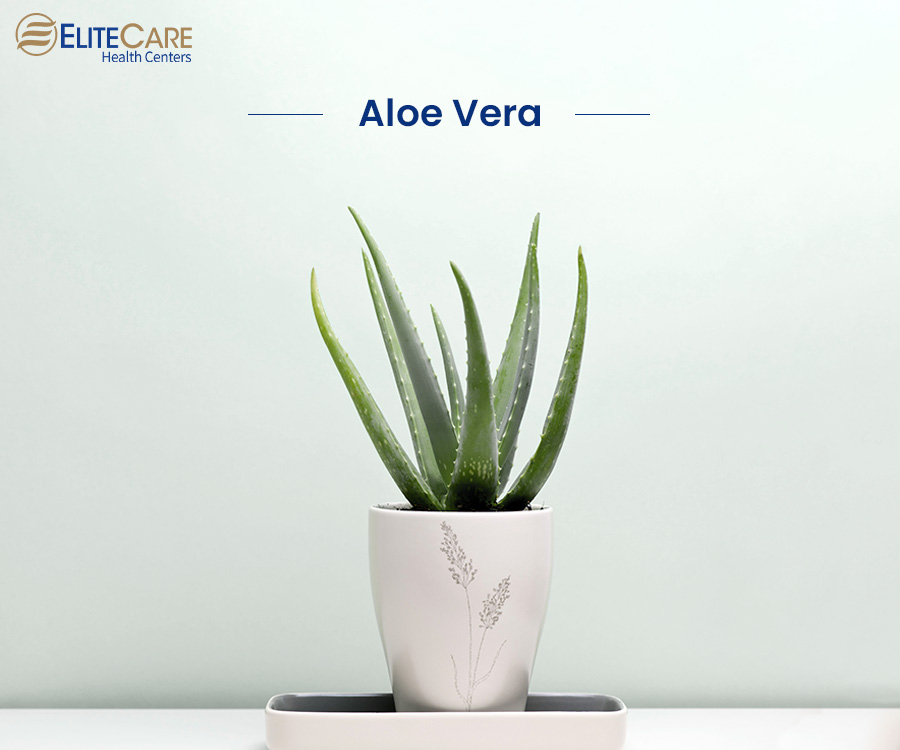 Aloe Vera