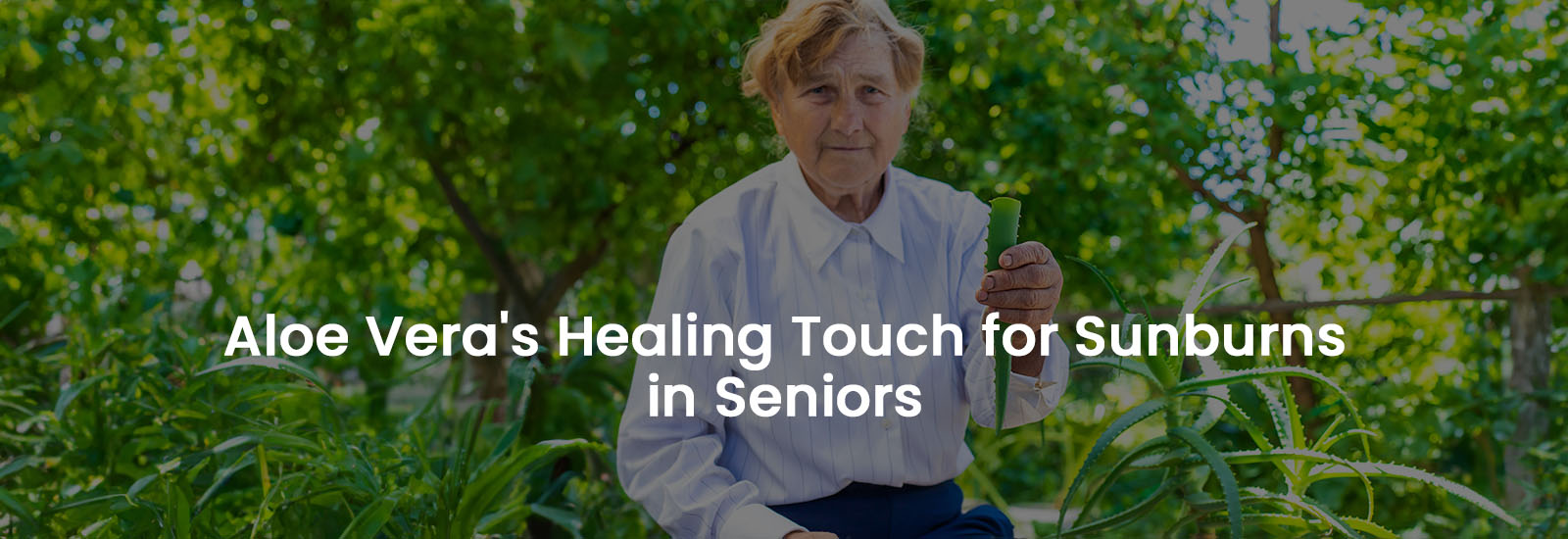 Aloe Vera’s Healing Touch for Sunburns in Seniors | Banner Image